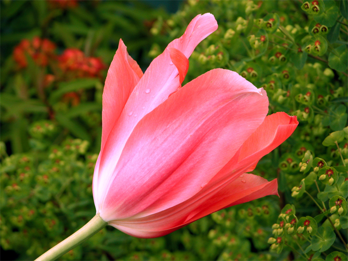 One Tulip